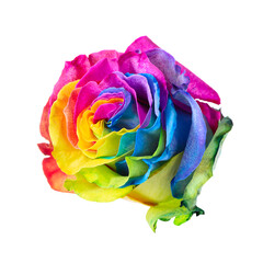 Beautiful rainbow colored rose bud isolated on white background