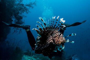 Common lionfish, Pterois miles, in Maldives has grown an extra pair of fins.