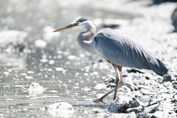 Great Blue Heron