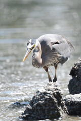 Great Blue Heron