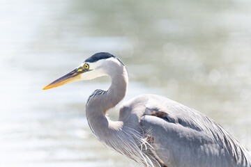 Great Blue Heron
