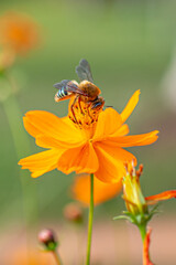 bee on flower