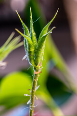Beautiful summer flowers in the garden.