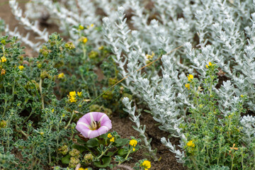 fiori da spiaggia  © francesconobil