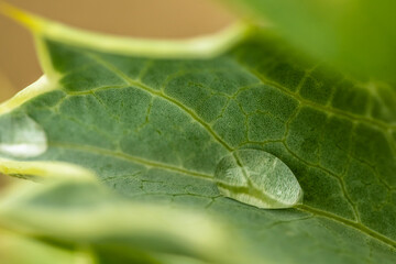 natura, fiori e piante da spiaggia