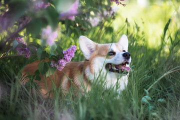 welsh corgi pembroke in lilac flowers