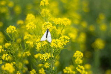 cabbage butterfly on yellow flower