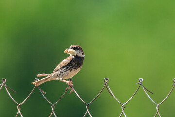 Spanish Sparrow Passer hispaniolensis with food in your beak