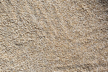 Raw whole dried Quinoa seed