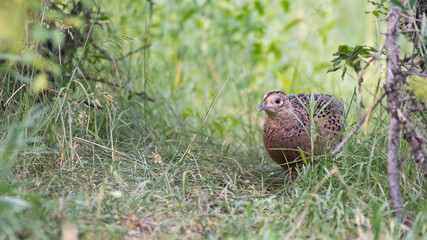 Obraz premium Female Common Pheasant Phasianus colchicus in the wild