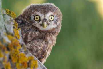 Little Owl, Athene noctua. Portrait owlet bird in the nature habitat