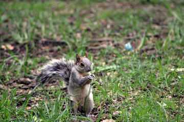 Squirrel eating on a rainy afternoon