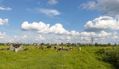 cows and sheep graze in the meadow on a sunny day. Rural landscape with animals.