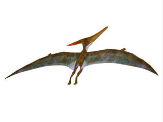 Pteranodon Wings Extended - Pteranodon was a carnivorous Pterosaur reptile that flew in North America during the Cretaceous Period. © Catmando
