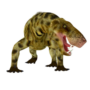 Inostrancevia Dinosaur Jaws - Inostrancevia was a cat-like predator that lived in Russia during the Permian Period.