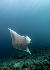 Reef Manta, Mobula alfredi, in Maldives. In Maldives there are many well known cleaning stations where mantas are reliably seen by recreatioanal divers.