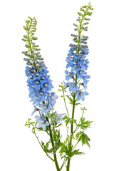 Inflorescence of blue delphinium flowers, lat. Larkspur, isolated on white background - 439411901