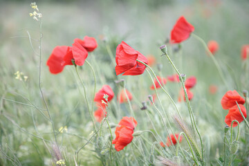 Poppies in spring meadow flower. Nature background. Selective focus