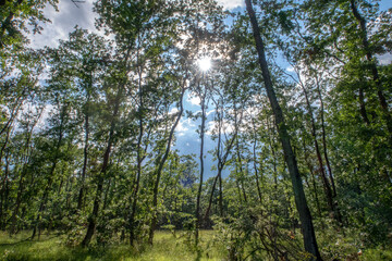 Fototapeta premium Tall trees in forest and sun between, viewed from bottom to top. Horizontal view