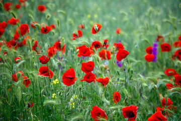 Flowers Red poppies bloom in a wild fields. Beautiful red poppies with selective focus.
