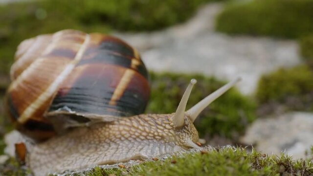 Edible snail or escargot (Helix pomatia) crawls on the moss.