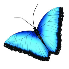 Realistic blue black butterfly isolated on white background