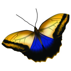 Realistic blue yellow butterfly isolated on white background