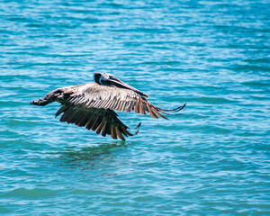 California Pelicans in freeding frenzy