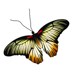 Realistic yellow black color butterfly isolated on white background