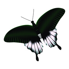 Realistic butterfly white-green colors isolated on white background