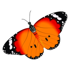 Realistic yellow black color butterfly isolated on white background