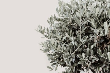 Closeup if silver leaves and branches of olive tree. Detail of Olea europaea plant againts beige wall. Empty copy space, no people. Natural Mediterranean background.