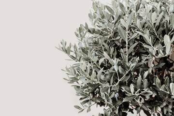 Closeup if silver leaves and branches of olive tree. Detail of Olea europaea plant againts beige...