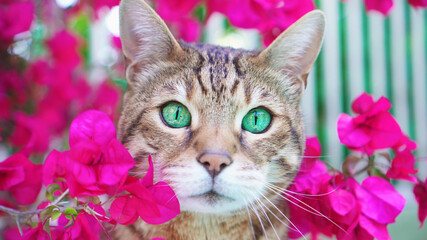 Portrait of Bengal cat in the garden sitting in the bush of pink bougainvillea flowers