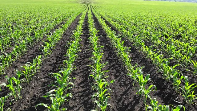 A field with young corn shoots. Farm land. Green sprouts in rows. Agricultural business.