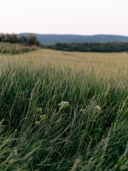 wheat field in the wind