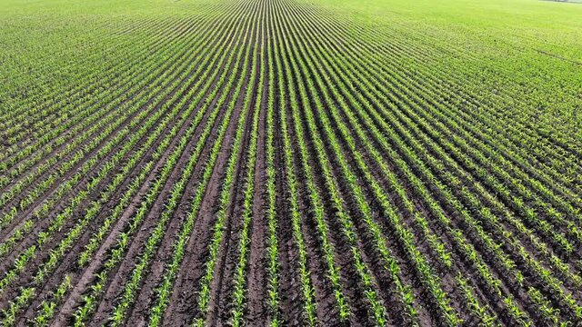 A field with young corn shoots. Farm land. Green sprouts in rows. Agricultural business.