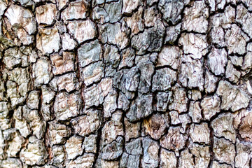 Abstract textured bark background. Close-up view of oak tree bark. Copy space for your text.