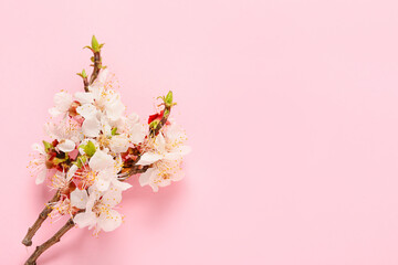 Beautiful blooming branches on color background