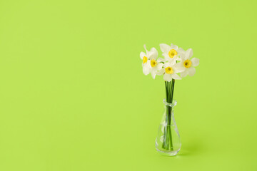 Vase with beautiful daffodils on color background