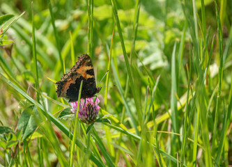 tortoiseshell butterfly feeding on a red clover (Trifolium pratense)