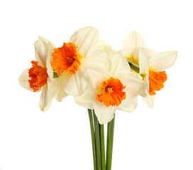 Beautiful daffodils on white background