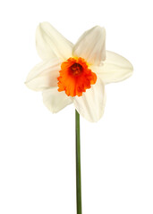 Beautiful narcissus on white background