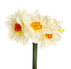 Naklejka na ściany i meble Beautiful daffodils on white background