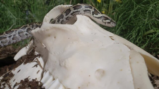 Snake crawling through animal skull