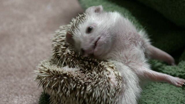 A pet hedgehog self-anointing, weird animal behavior.