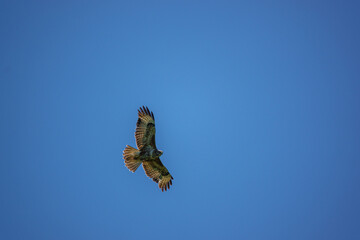 Fototapeta premium a buzzard soaring on thermals looking for prey or carrion