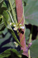 Fiore bianco di Fagiolini Phaseolus vulgaris