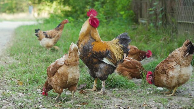One rooster with brown and black feathers keeps order in the chicken coop. Chicken flaps his wings, protecting area. Birds feeding on traditional rural barnyard. Free range poultry farming concept.