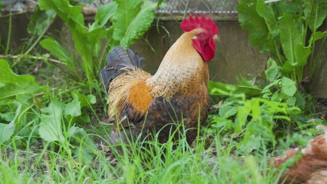 One young domestic confident rooster with brown and black feathers, red head walk, indignantly flaps his wings, protect area on background of green grass on traditional rural barnyard. Close up view.